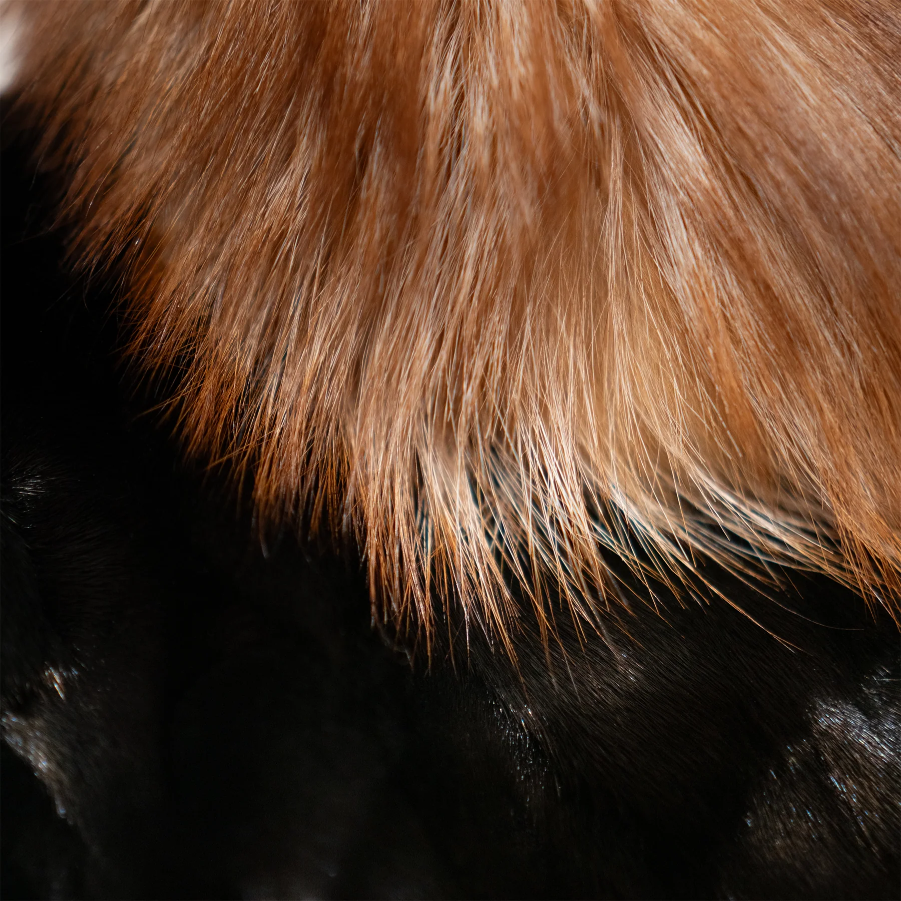 Kashani Black Mink Bomber Jacket with Red Fox Collar - Image 4